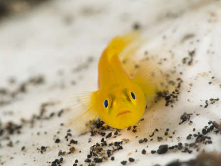 Yellow goby on white backgroundの写真素材