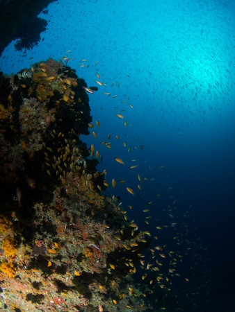 underwater fish movementの写真素材