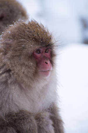 red face snow monkeyの写真素材