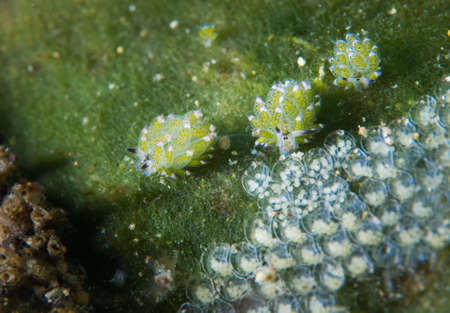 Family of nudibranch sheepの写真素材