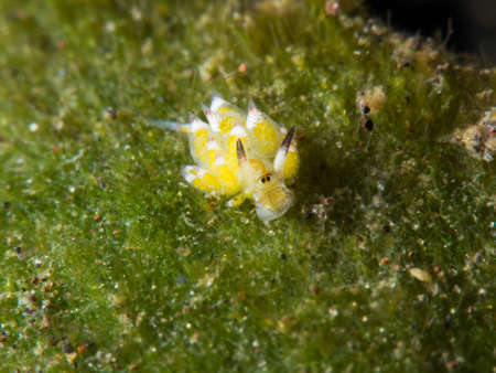yellow leaf sheep nudibranchの写真素材