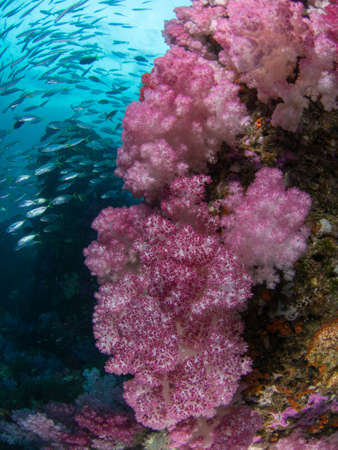 Pink soft coral at Lipe in Thailandの写真素材