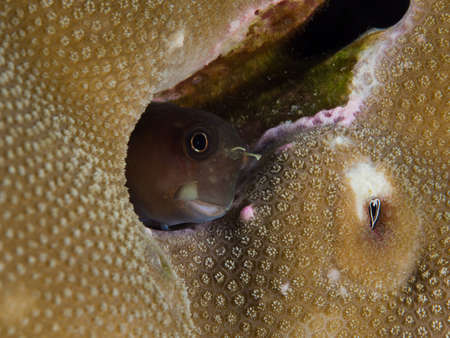 Blenny fishの写真素材