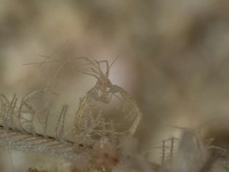 Couple skeleton shrimpの写真素材