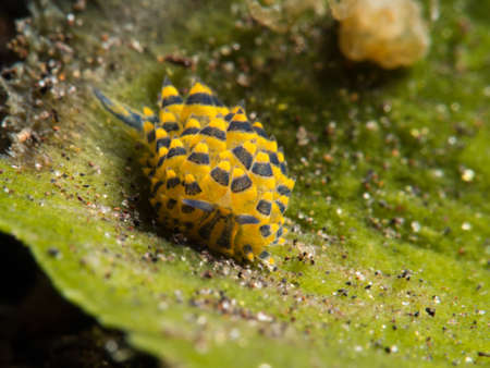 costasiella, sheep nudibranchの写真素材