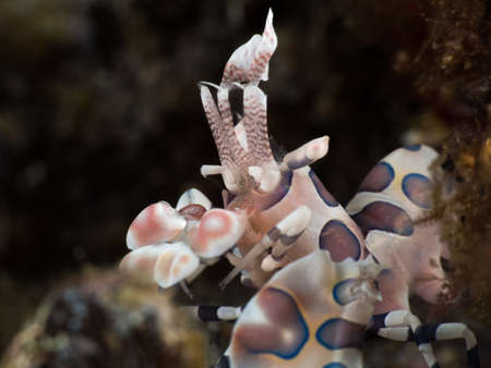 harlequin shrimpの写真素材