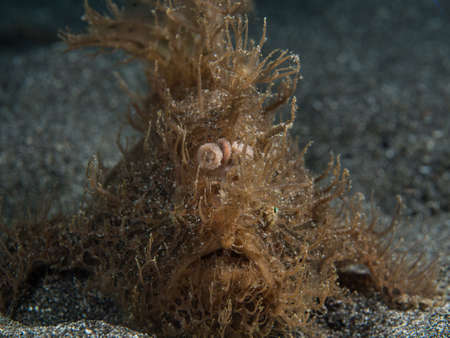 Hairy frogfish at Lembeh in Indonesiaの写真素材
