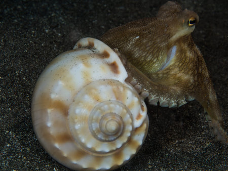 coconut Octopus