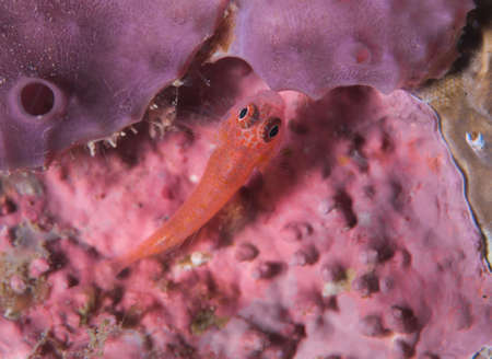 pink goby on spongeの写真素材