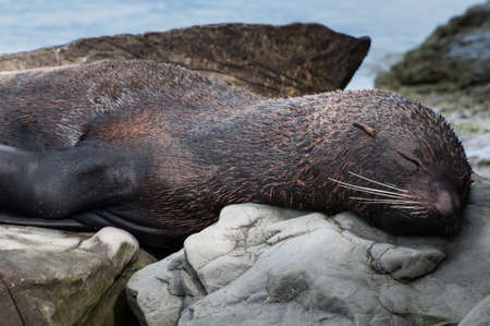 seal sleeping on the stoneの写真素材