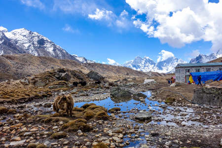 Lobuche, Nepal 04/16/2018 : Small Village and Yak with the beautiful snow capped mountain as a backgroundのeditorial素材