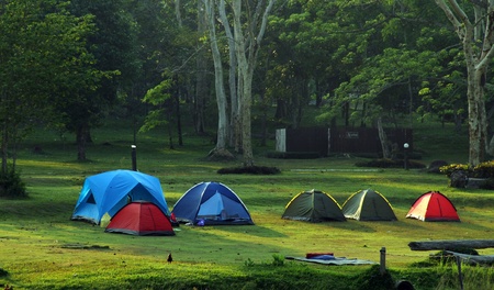  Group camps in the park の写真素材