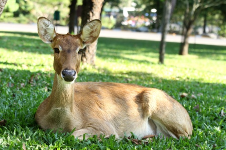 Deer in the open zooの写真素材