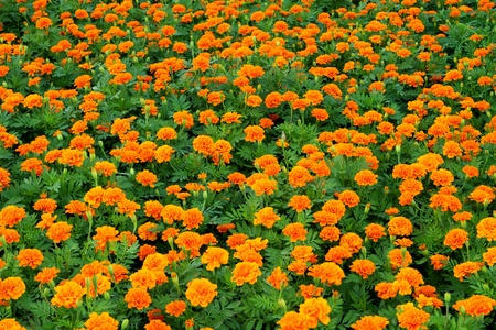 Orange flower in the garden の写真素材
