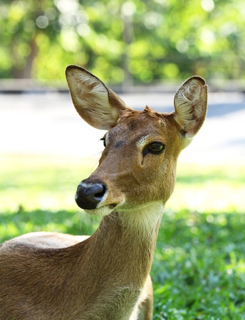 Deer in the open zooの写真素材