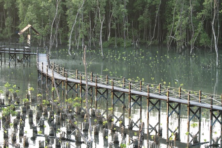 View of mangrove conservation center in Thailandの写真素材