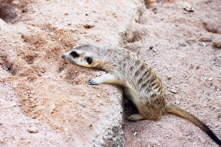 Meerkat in the zooの写真素材