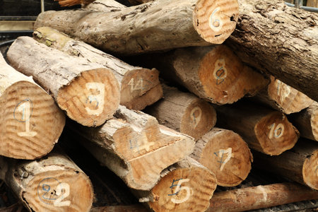 Pile of wood logsのeditorial素材