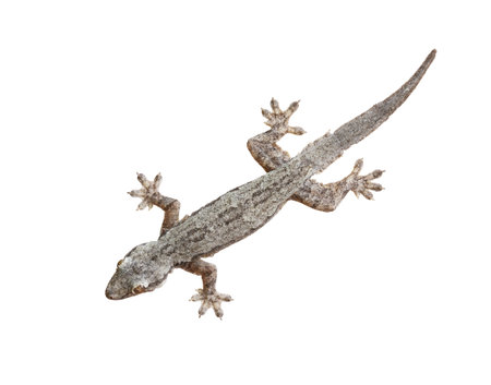 Lizard isolated on white backgroundの写真素材