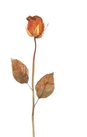 Dried rose isolated on white backgroundの写真素材