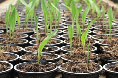 Nursery plant of Siam tulip (patumma) flower treeの写真素材