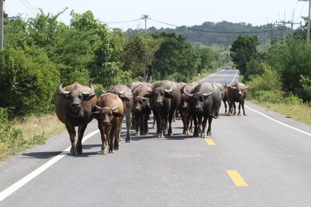 Herd of water buffalo walking on asphalt roadの写真素材