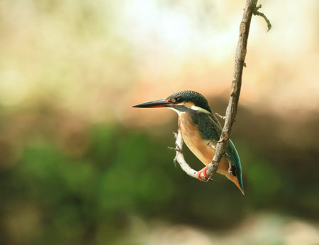 Kingfisherの写真素材