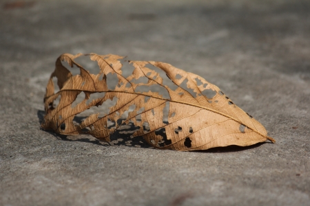 brown leaf on the ground, dried leaf, dead treeの写真素材
