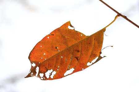 orange leaf, dead leaf in orange with branch