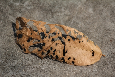 brown leaf on the ground, dried leaf, dead treeの写真素材