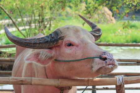 Albino buffalo  in Thailand, buffalo Farm in Suphanburi