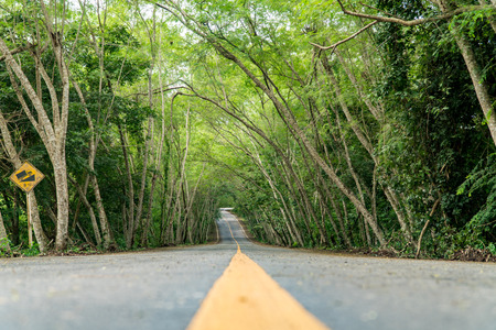 Country Road with tree lined, tree tunnelの写真素材