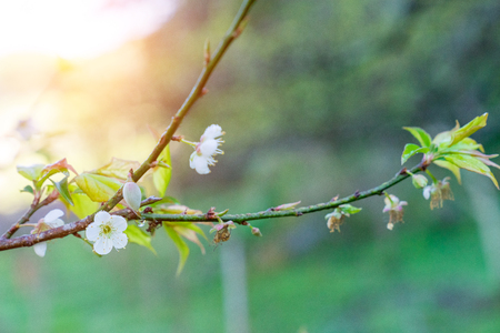 White plum flowers are planted ornamental pathway in plants that are cold in the north of Thailand.の写真素材