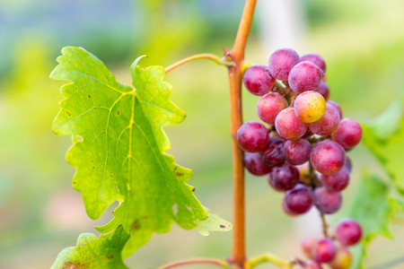 A bunch of black grapes for making wine in Thailand. Fresh grapes that have not yet ripened. Green, Red and Black grapes, waiting to be taken to produce wine.の写真素材
