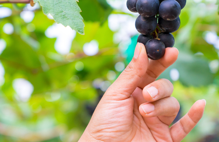 A woman hand holding a bunch of black grapes for making wine in Thailand. Fresh grapes that have not yet ripened. Green, Red and Black grapes, waiting to be taken to making wine.の写真素材