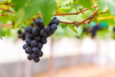 A bunch of black grapes for making wine in Thailand. Fresh grapes that have not yet ripened. Green,...