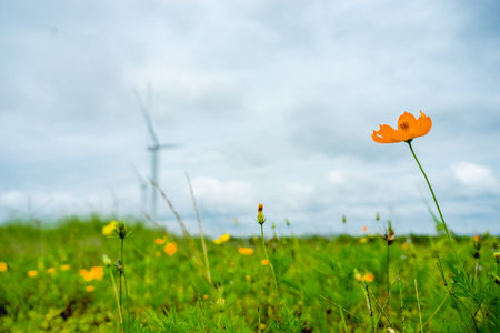 Close up the orange cosmos flower field blooming in front of electric win turbine farm in most...