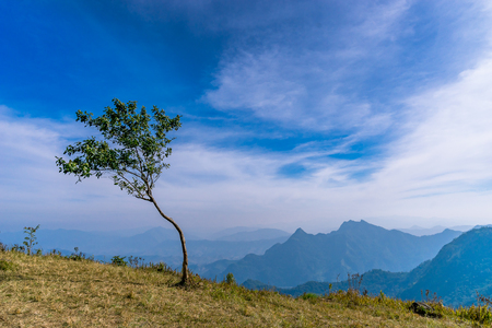 A little tree on the high mountain in north side of thailand. Holiday travel.の写真素材