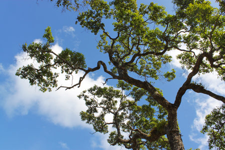 Trees branches on blue sky 