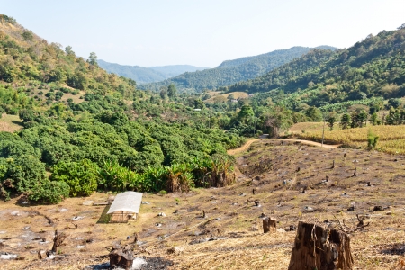 agriculture on mountain, north of thailandの写真素材