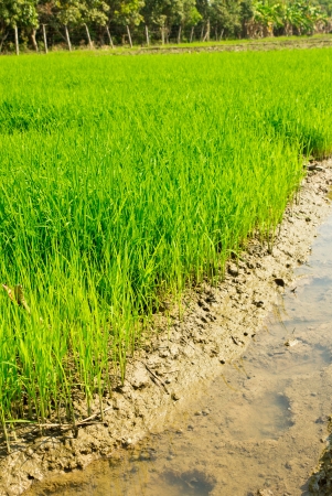 Young rice sprout の写真素材