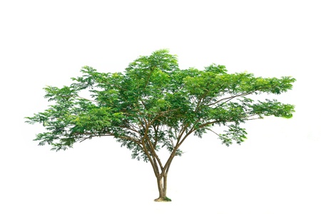 Tropical  tree isolated on a white backgroundの写真素材