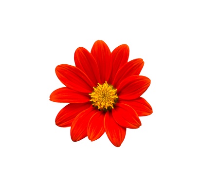 Mexican sunflower  Tithonia rotundifolia  on white の写真素材