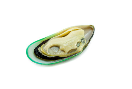 New Zealand green mussel on white backgroundの写真素材