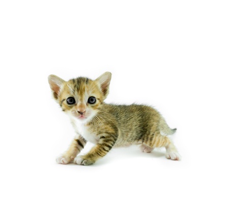 a little kitten on white backgroundの写真素材