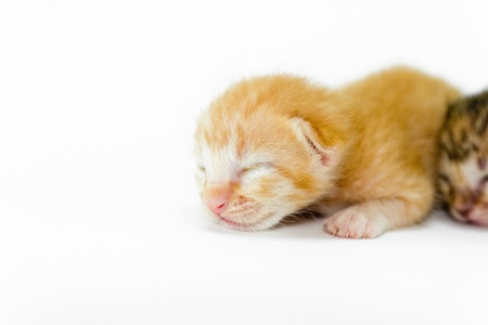 a little kitten on white backgroundの写真素材