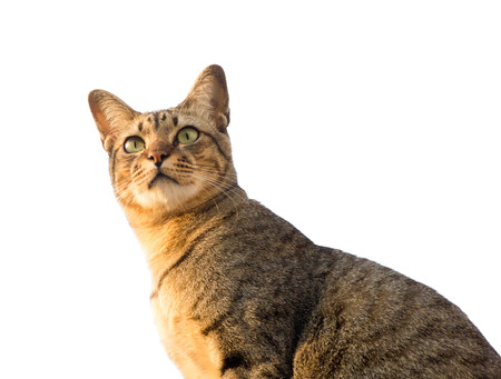 Portrait of Thai catの写真素材