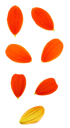 petals on white backgroundの写真素材