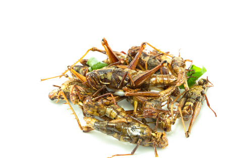 Fried insects, regional delicacies food in Thailandの写真素材