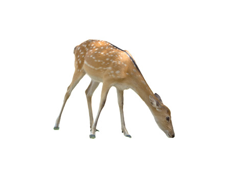 sika deer on white backgroundの写真素材